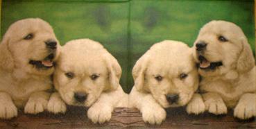 011 Dogs (11)
